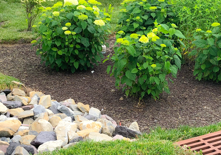 A landscaped area with mulch, green shrubs, and blooming yellow flowers near a rock bed and drainage grate.