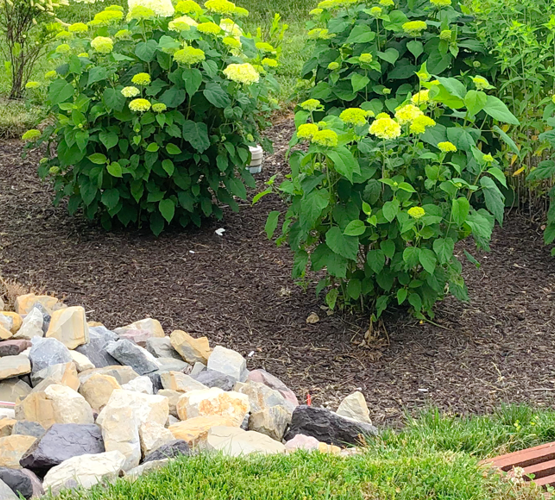 A landscaped area with mulch, green shrubs, and blooming yellow flowers near a rock bed and drainage grate.