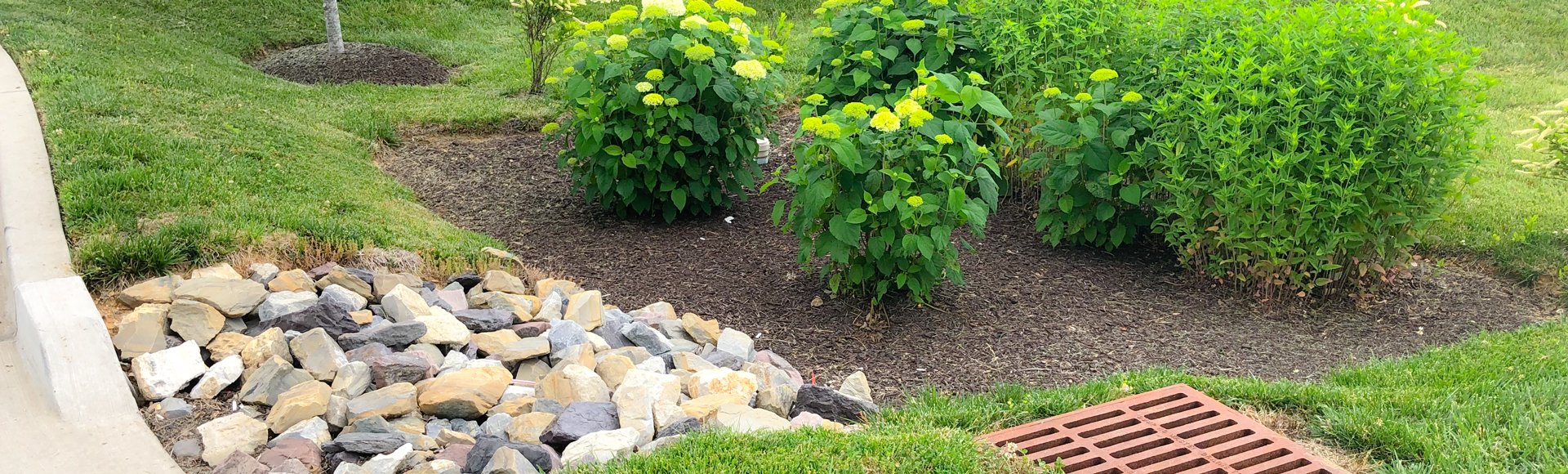 A landscaped area with mulch, green shrubs, and blooming yellow flowers near a rock bed and drainage grate.